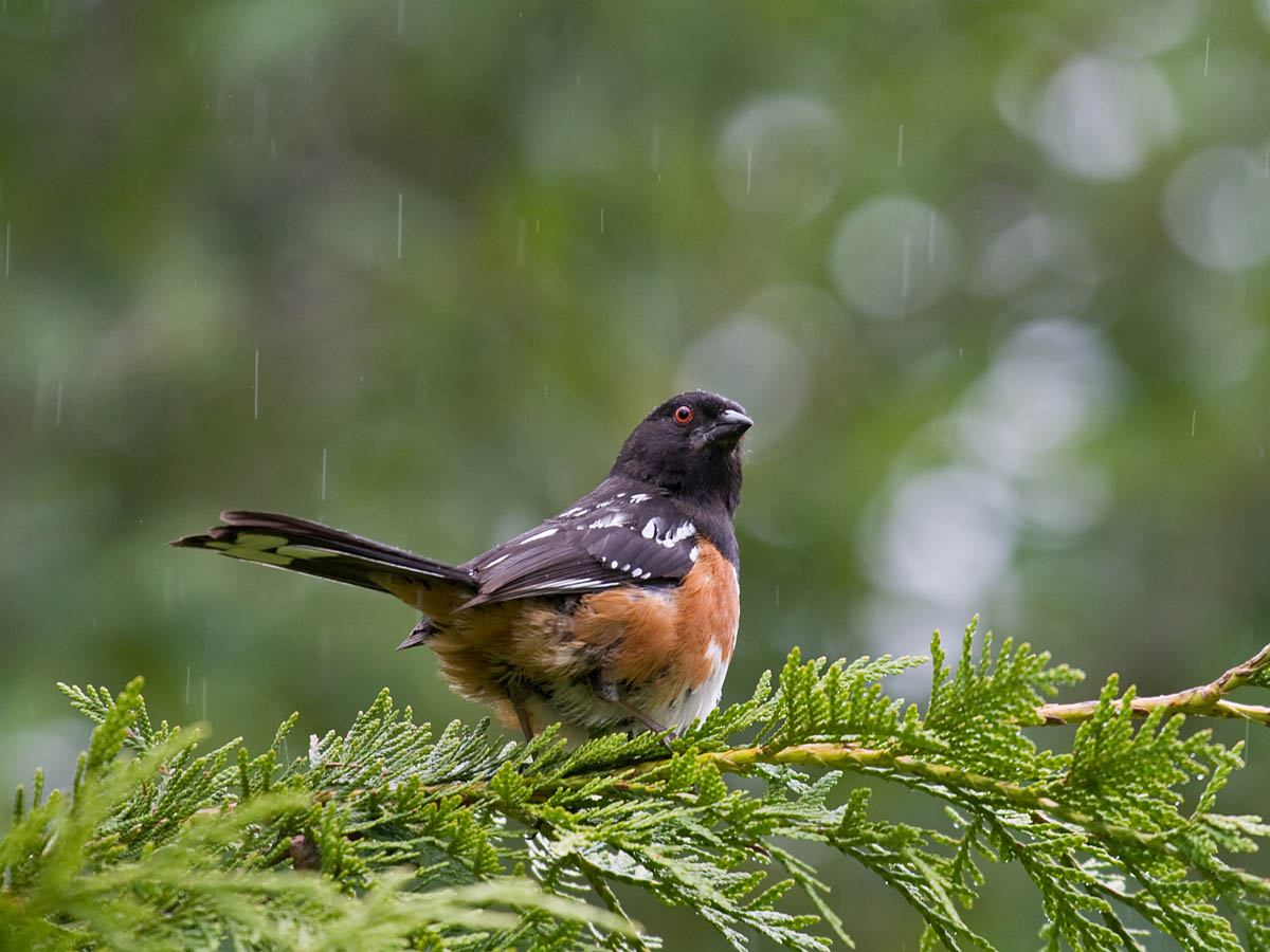 Spotted Towhee