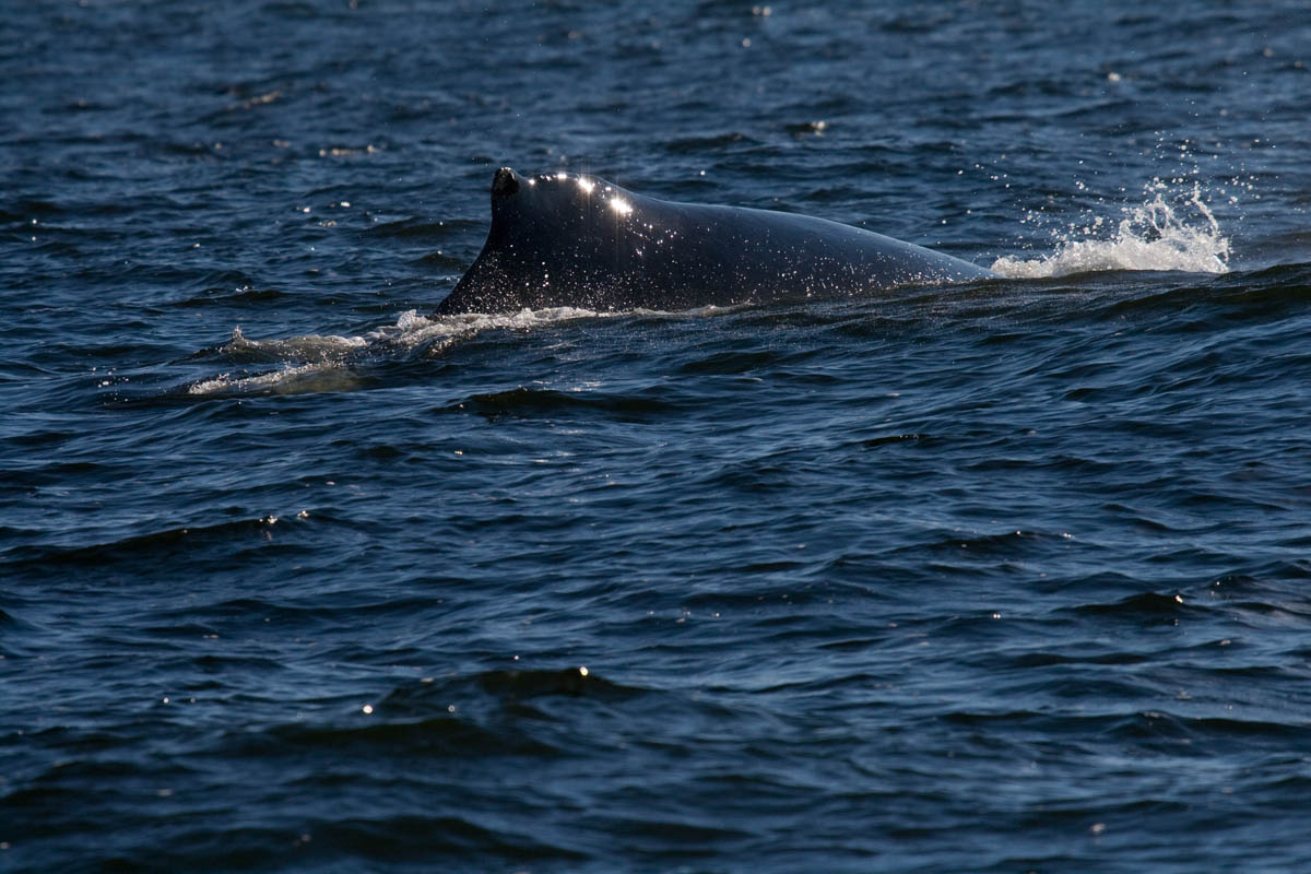 Humpback Whale