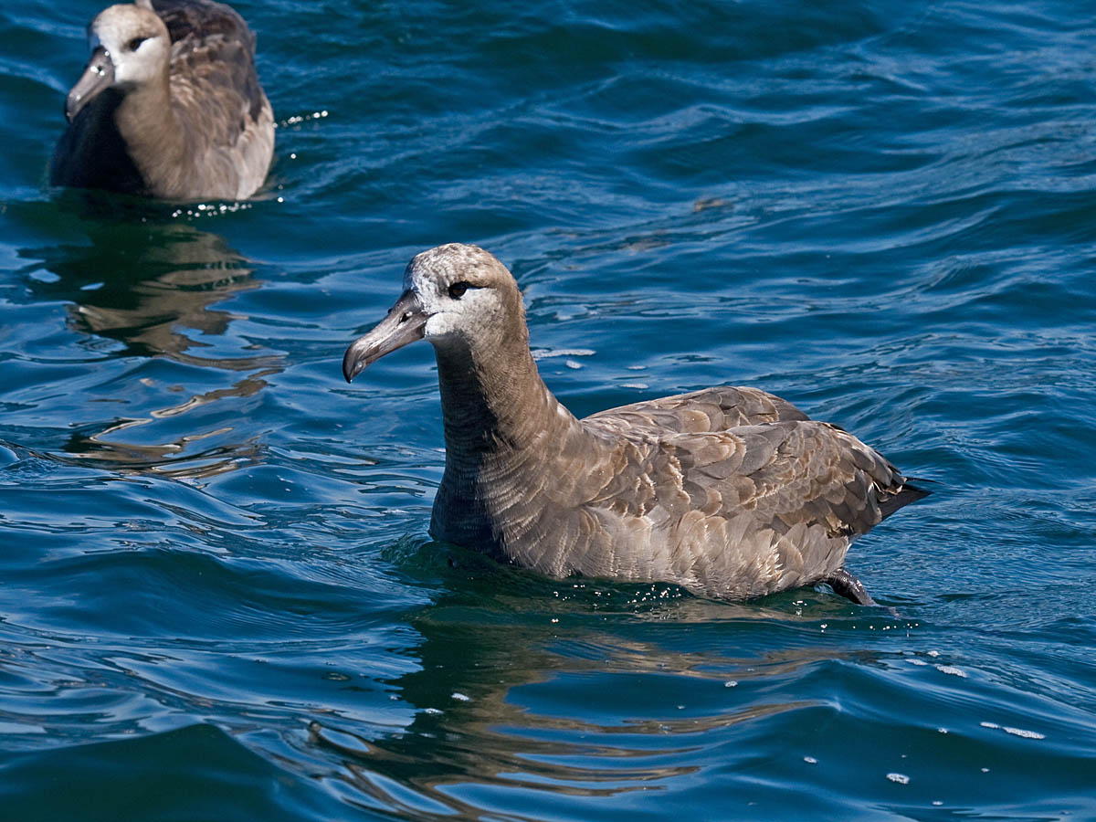 Black-footed Albatross