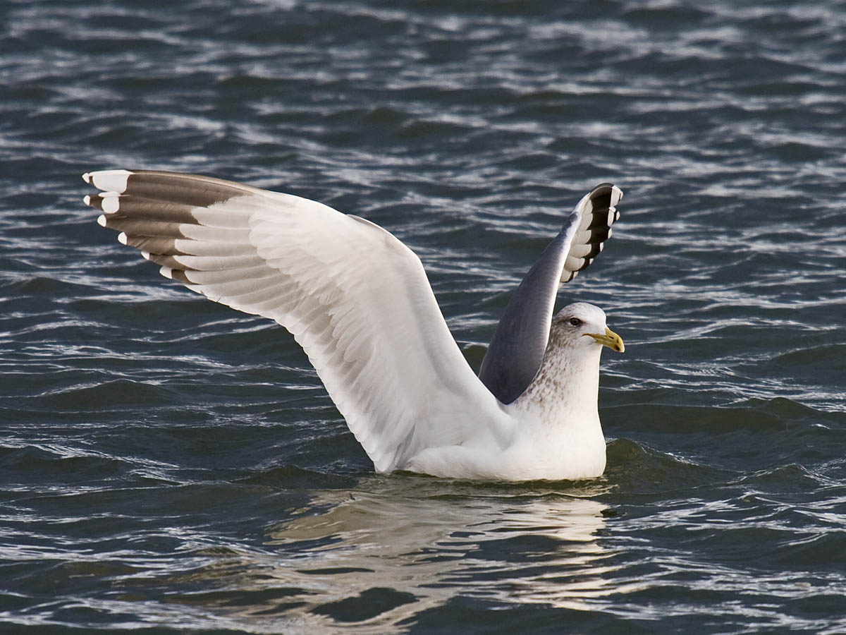 California Gull