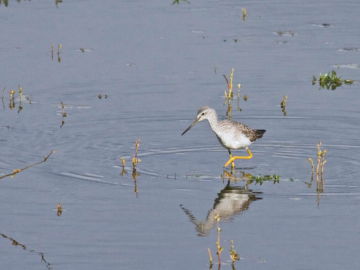 Greater Yellowlegs