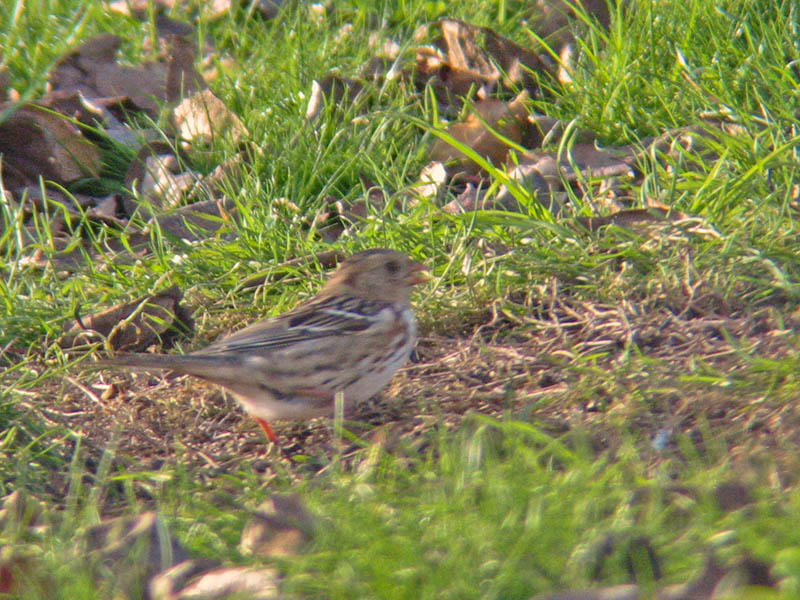 Harriss Sparrow