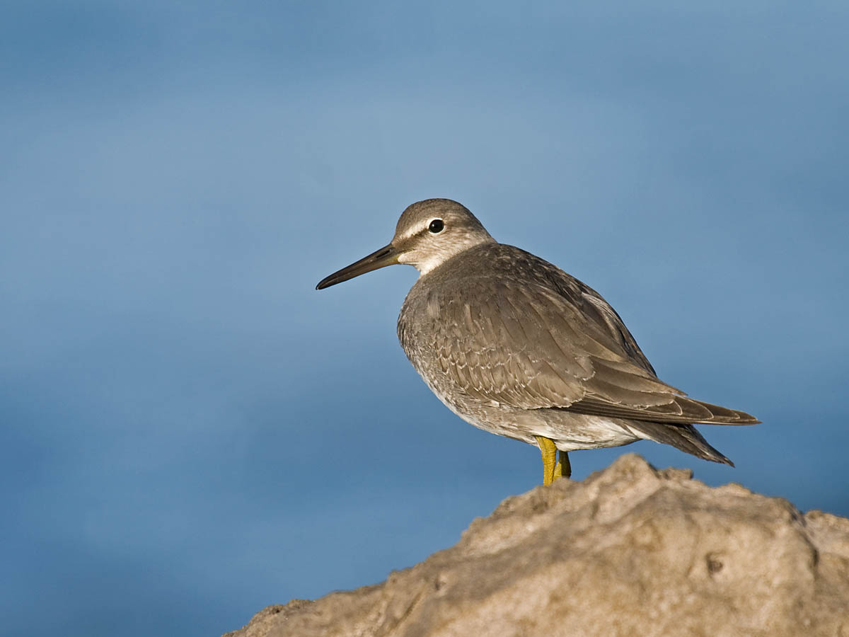 Wandering Tattler