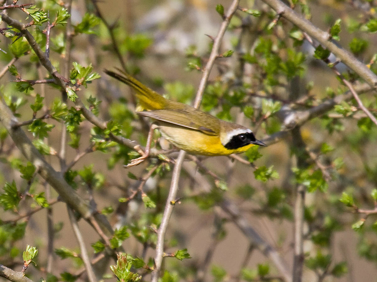 Common Yellowthroat