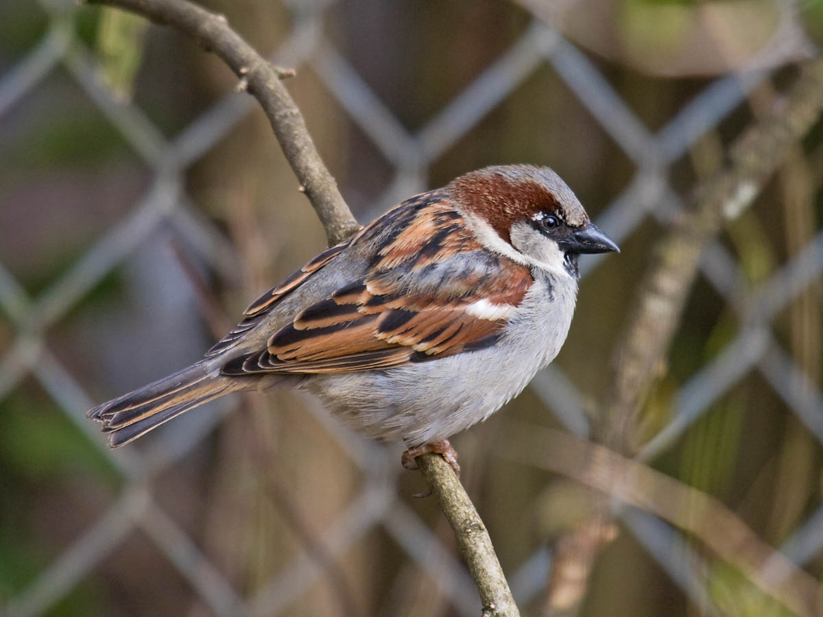 House Sparrow