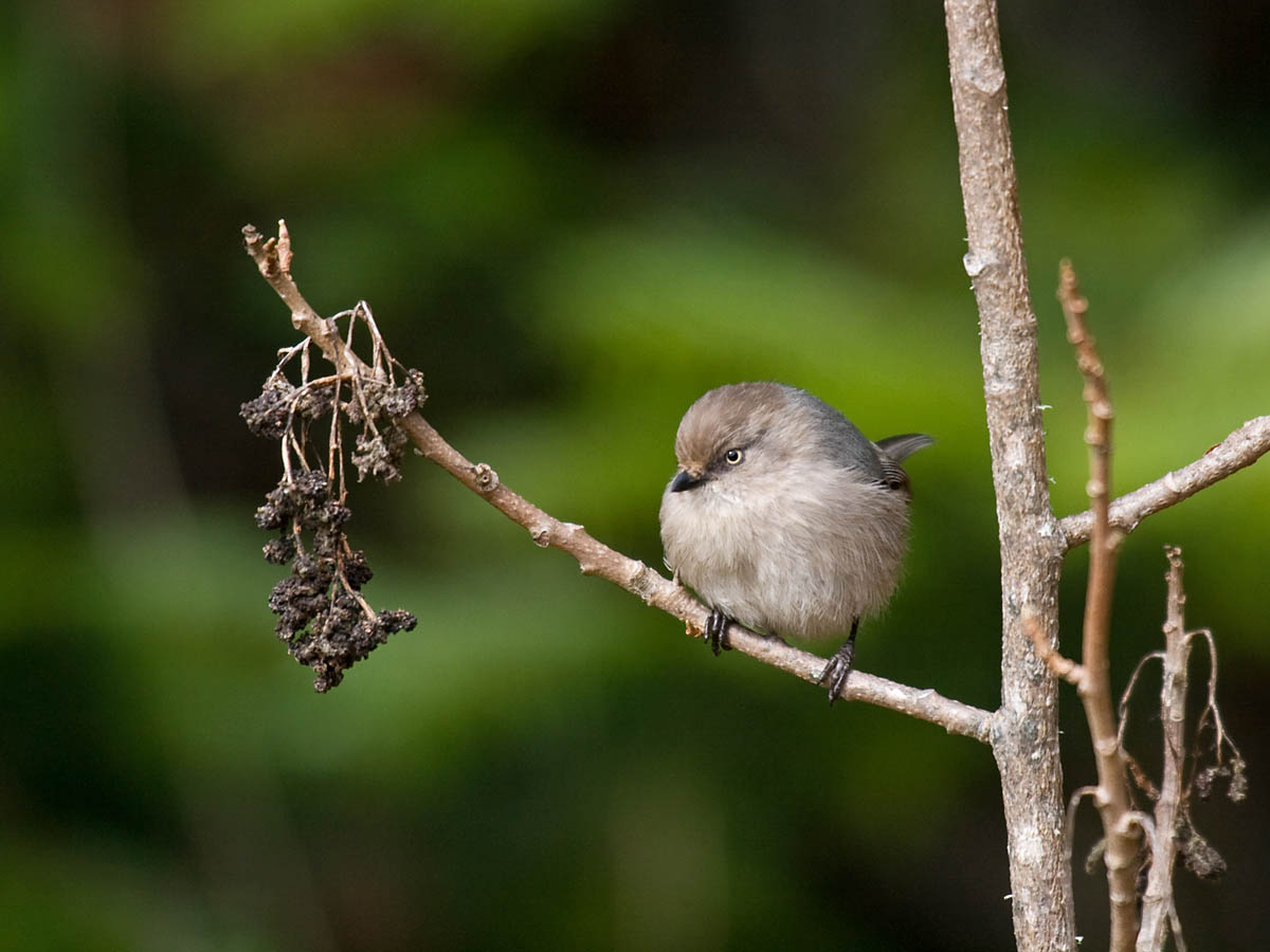 Bushtit