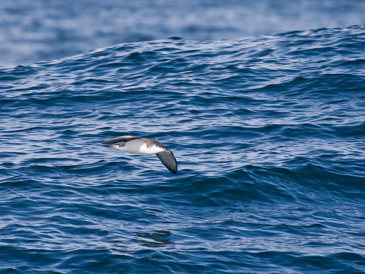 Bullers Shearwater