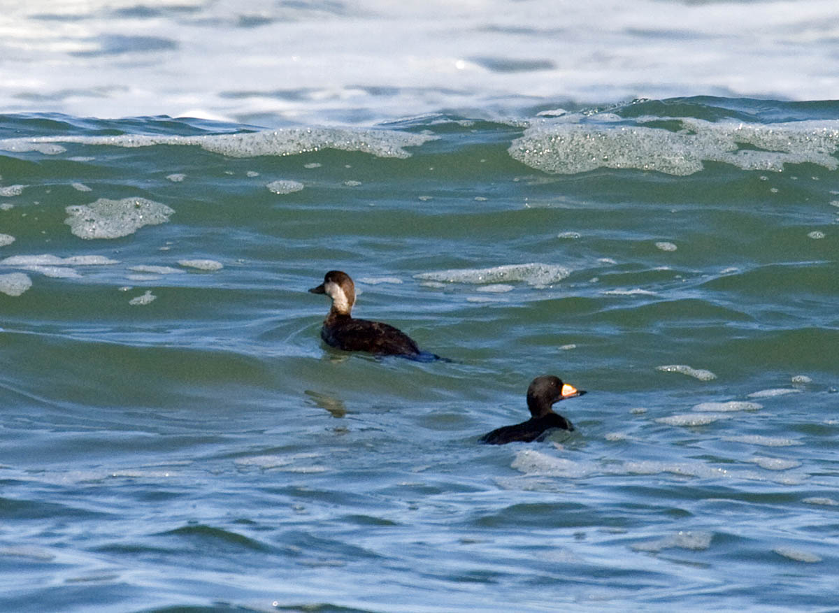 Black Scoter