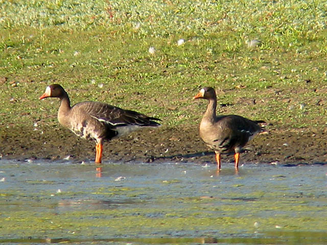 Greater White-fronted Goose