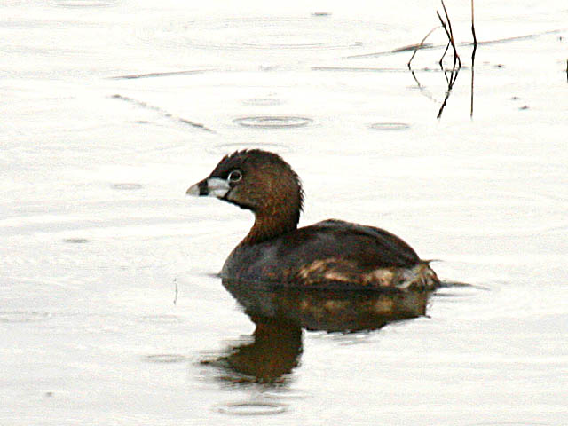 Pied-billed Grebe