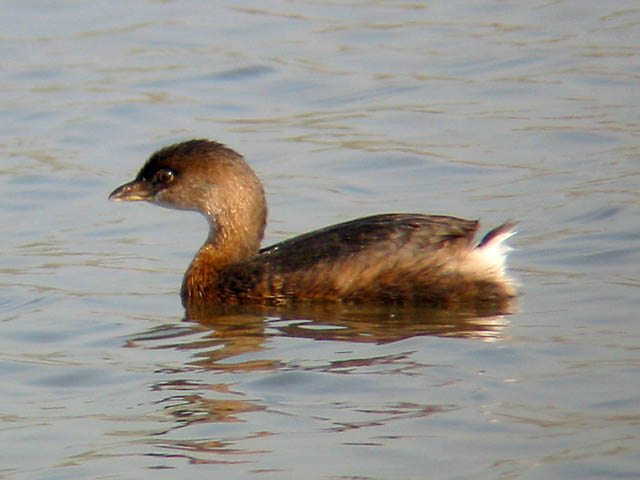 Pied-billed Grebe