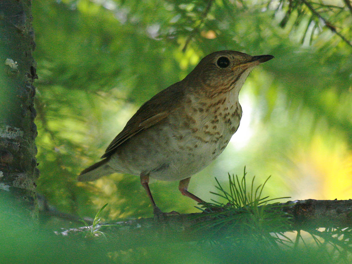 Swainsons Thrush