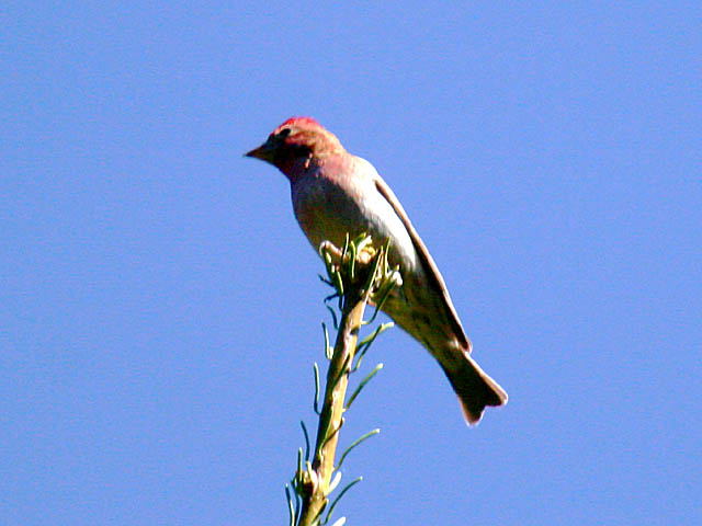 Cassins Finch