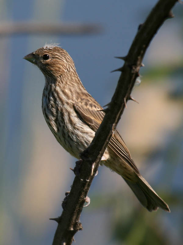 House Finch