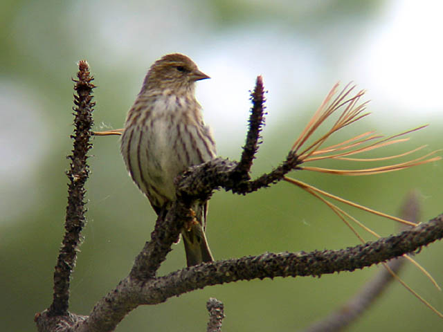 Pine Siskin