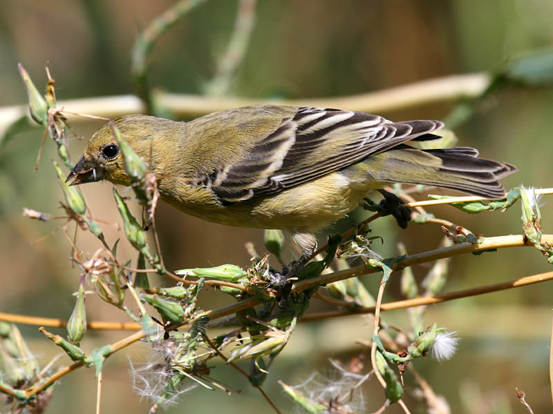 Lesser Goldfinch