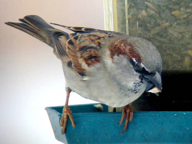 House Sparrow