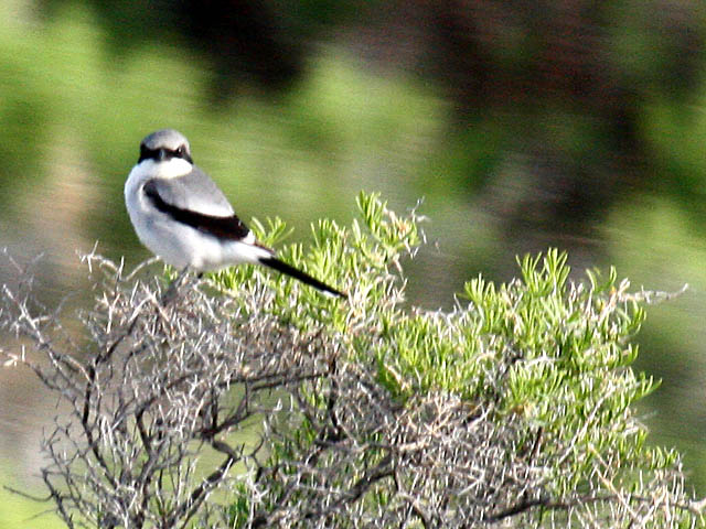 Loggerhead Shrike