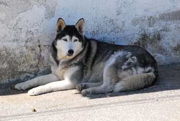Husky.JPG