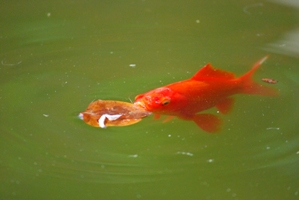 Fish.JPG