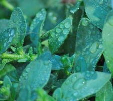 Gotas de gua.JPG