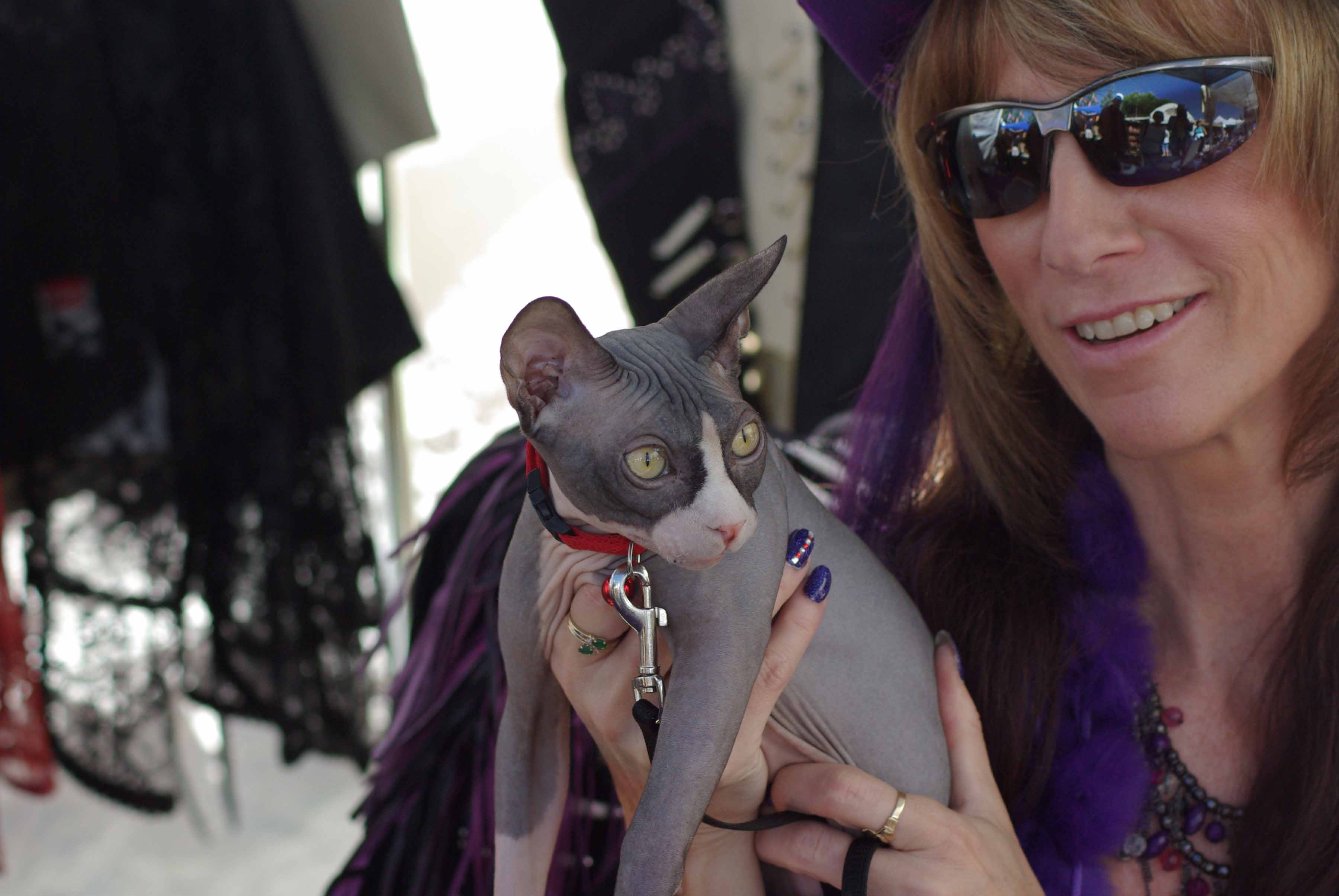 Suede Cat.JPG