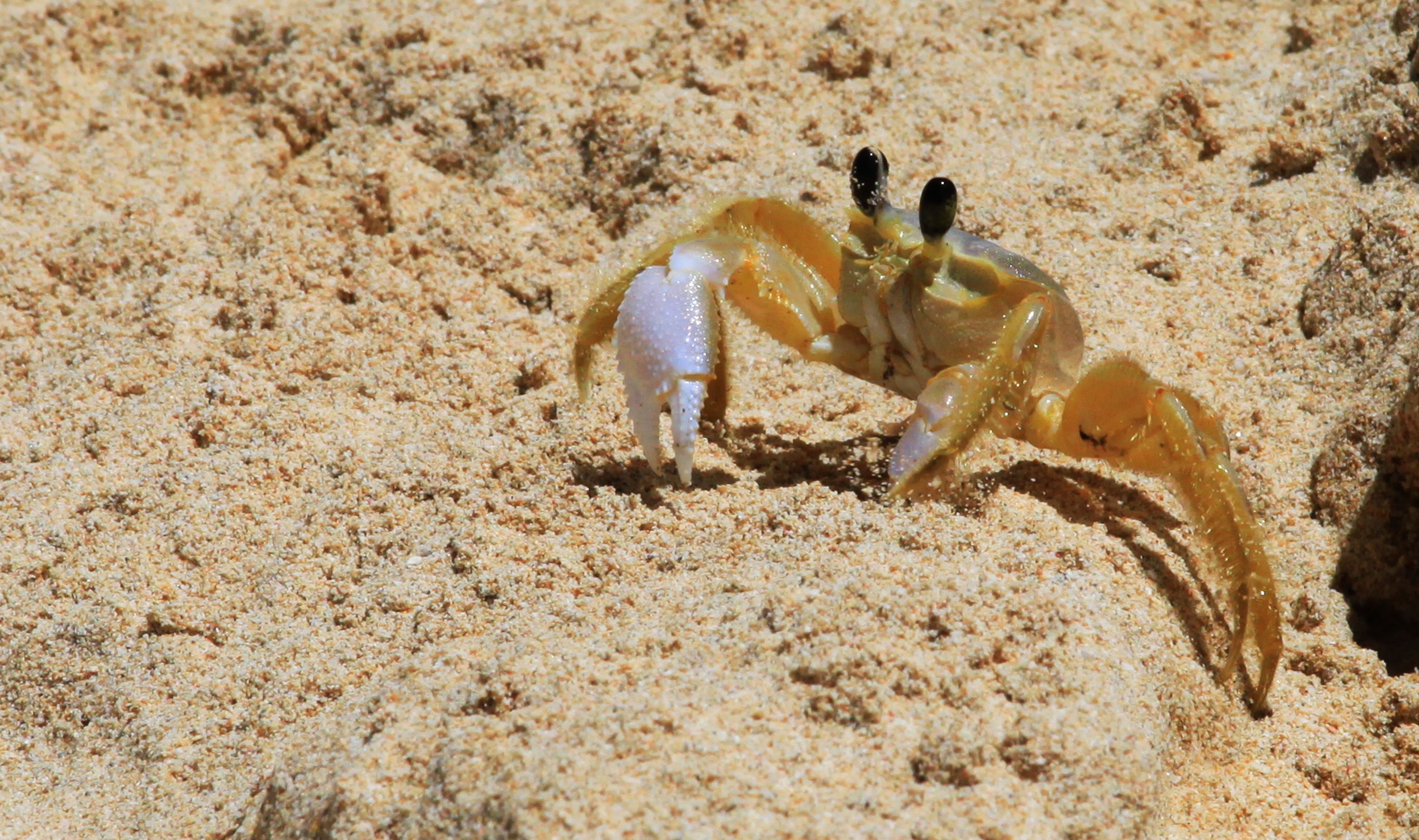  Beach Crab at Barbados