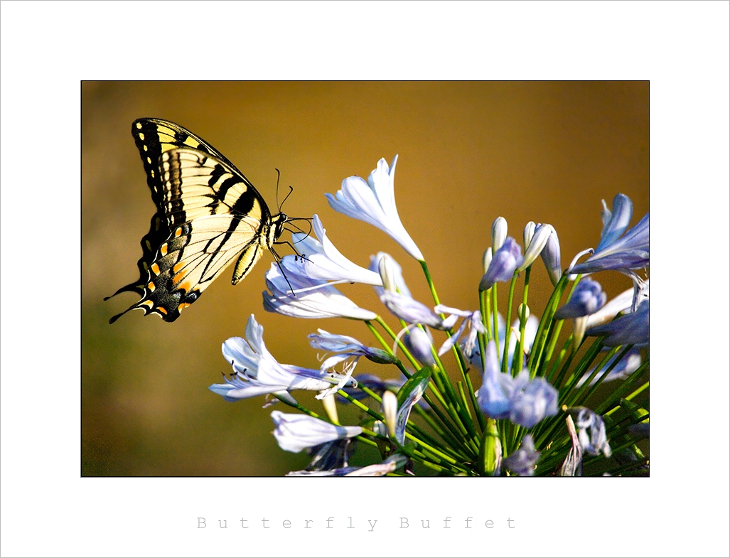 Butterfly Buffet