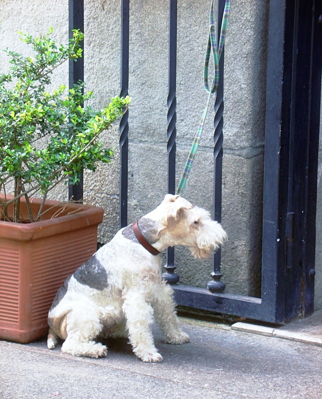 Dog waiting...
