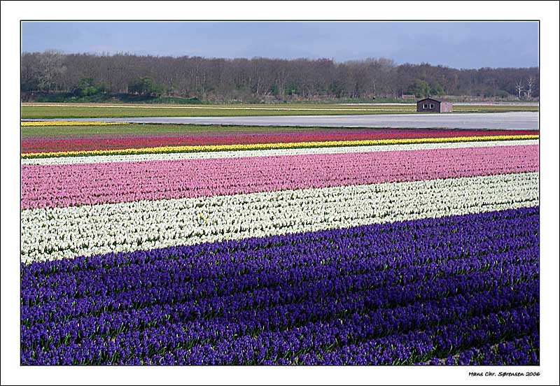Hyazint field