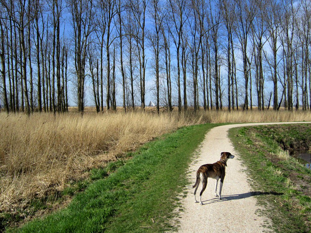 Sneekermeer walk