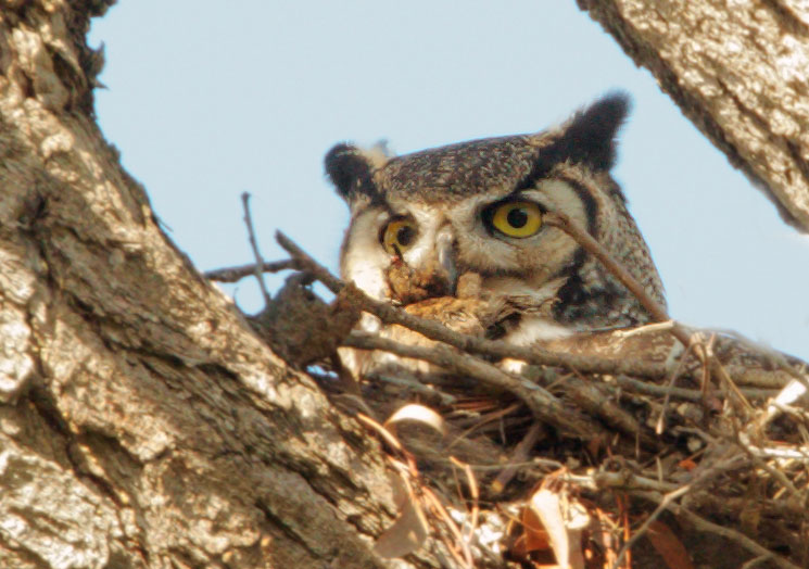 Great Horned Owl, on nest