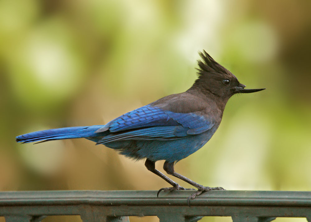 Stellers Jay, deformed bill, April 2009