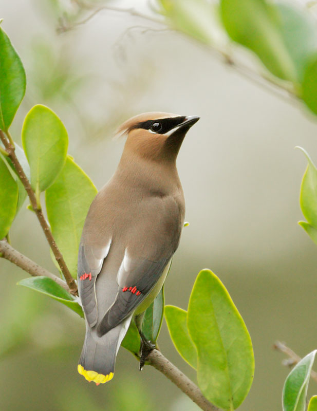 Cedar Waxwing