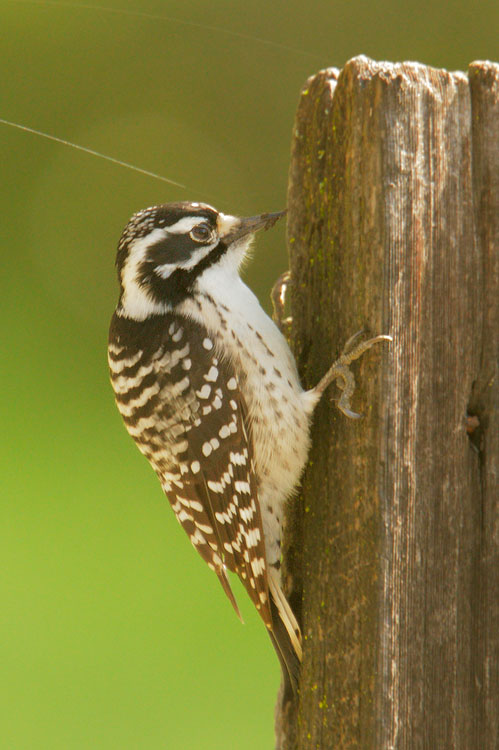 Nuttalls Woodpecker, female