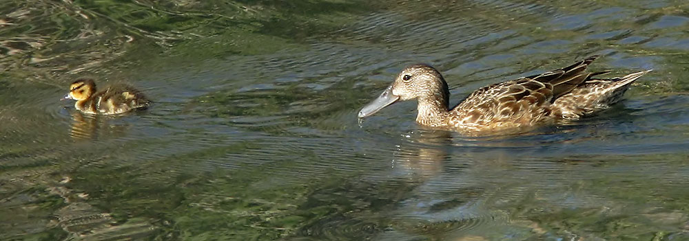 Cinnamon Teal, female and downy chick