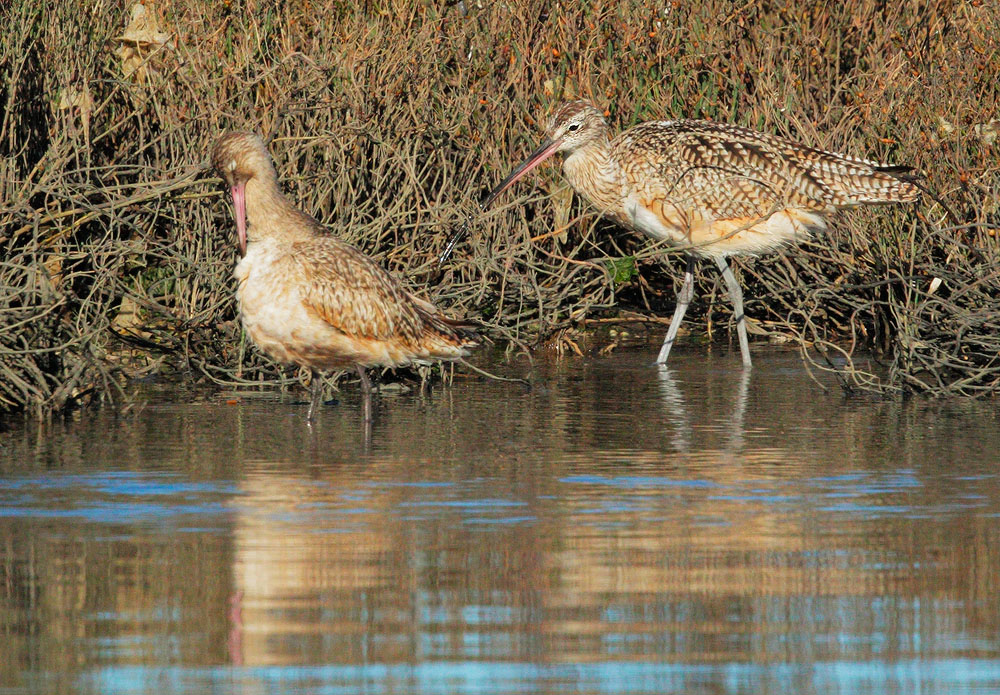 Long-billed Curlew and Marbled Godwit