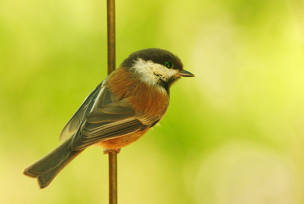 Chestnut-backed Chickadee*