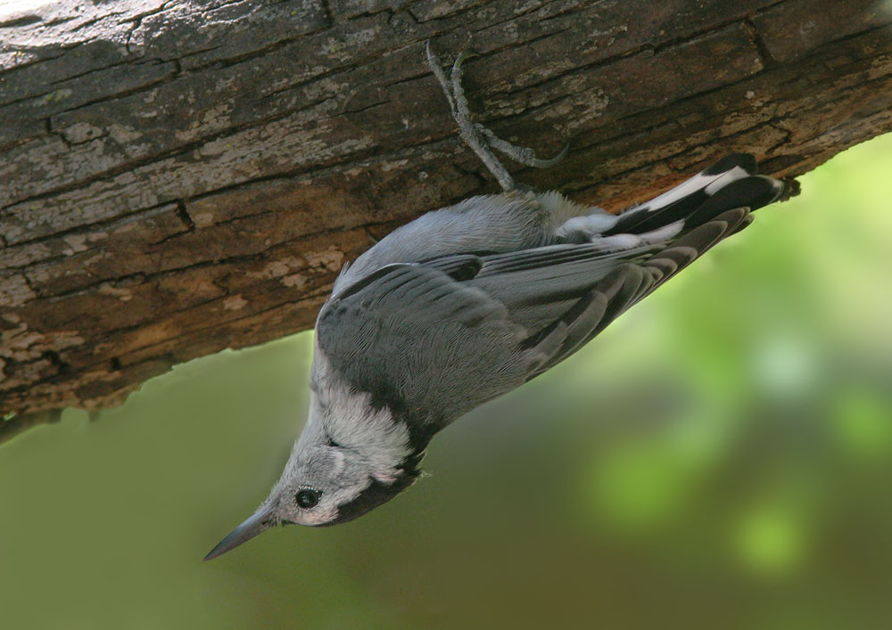 White-breasted Nuthatch
