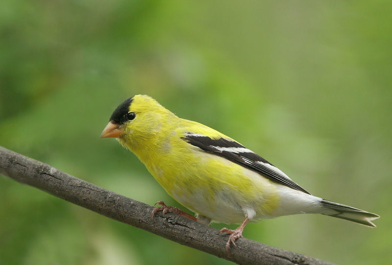 American Goldfinch, breeding plumage male