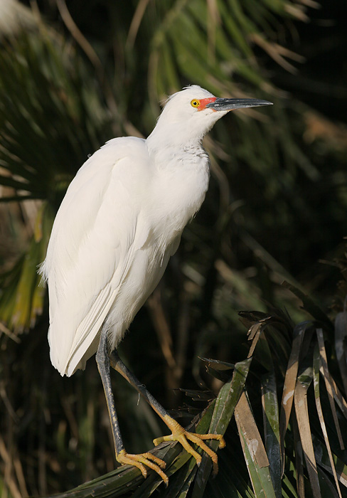 Snowy Egret