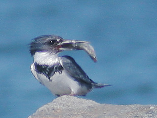 Belted Kingfisher, male with fish