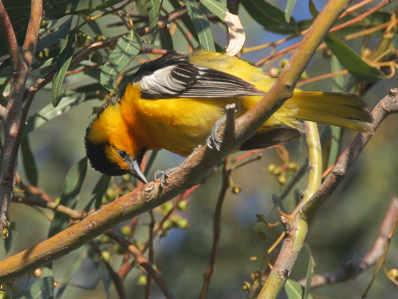Bullocks Oriole, male