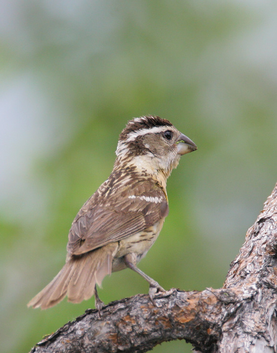 Black-headed Grosbeak, female