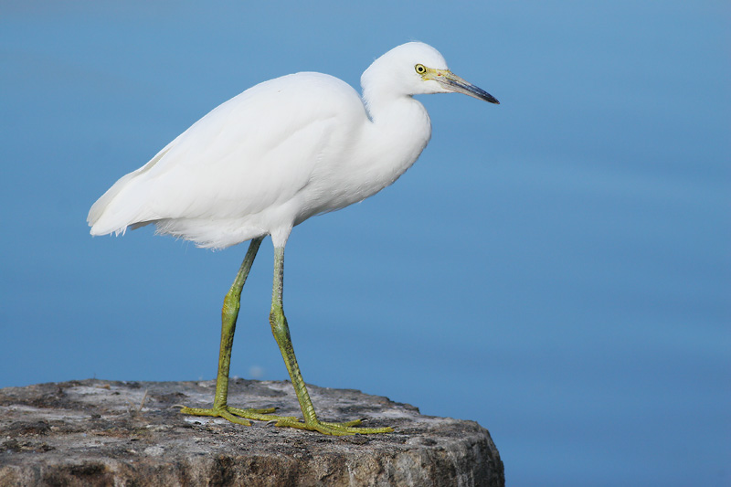 Snowy Egret, juvenile