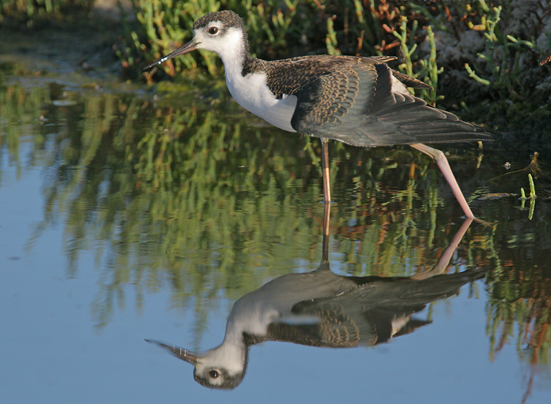 Black-necked Stilt, juvenile