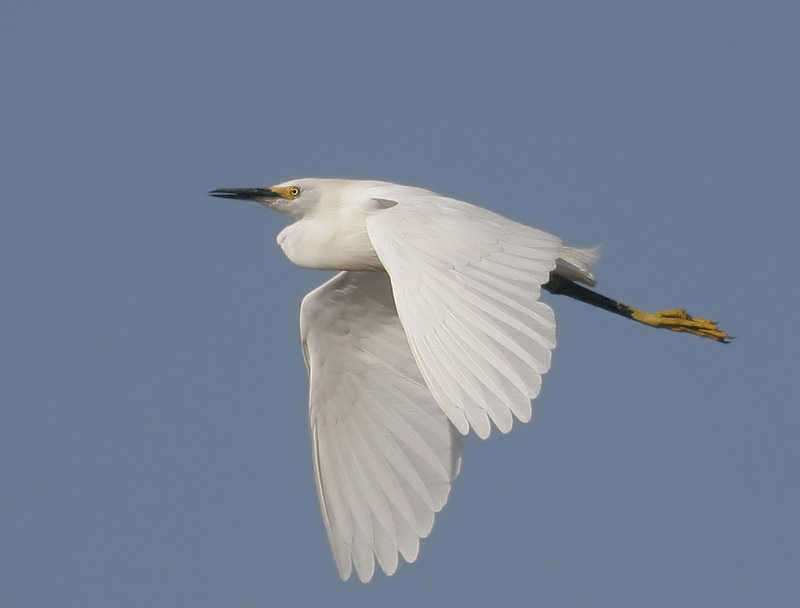 Snowy Egret, flying