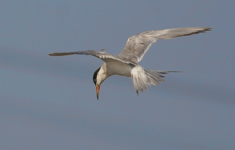 Forsters Tern