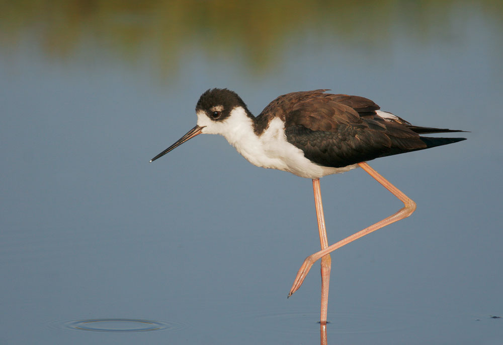 Black-necked Stilt, female