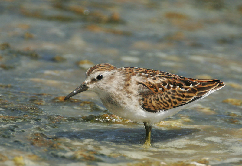 Least Sandpiper, juvenile